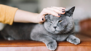 Top Things You Need to Know Before Buying a Chartreux Cat