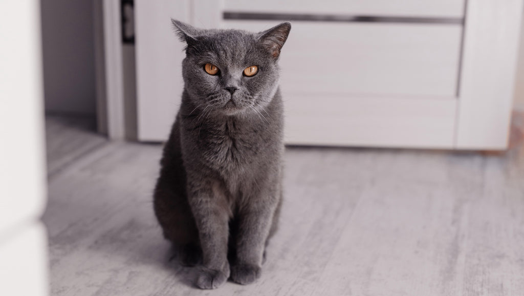 British Shorthairs: Their Origin, Personality and Health