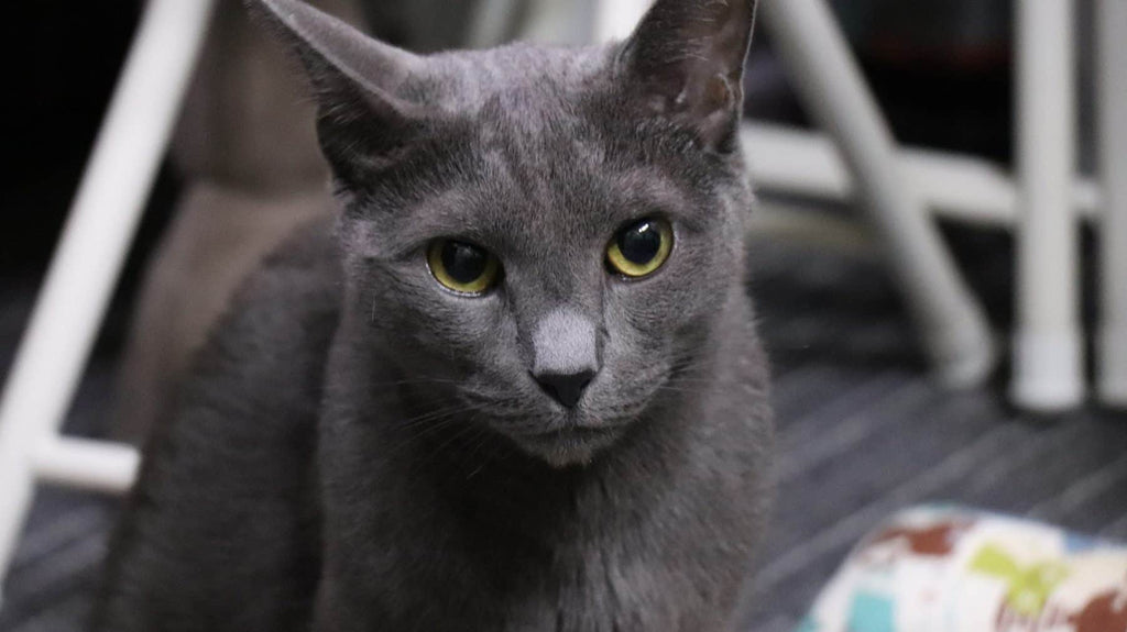 Read This If You're Considering Adopting a Russian Blue Cat