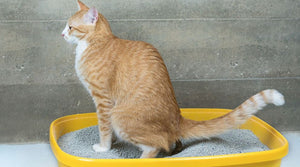 Why Does Cat Poop Smell So Bad? The Science Behind the Stink