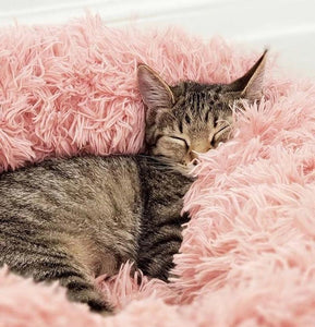 Marshmallow Cat Bed